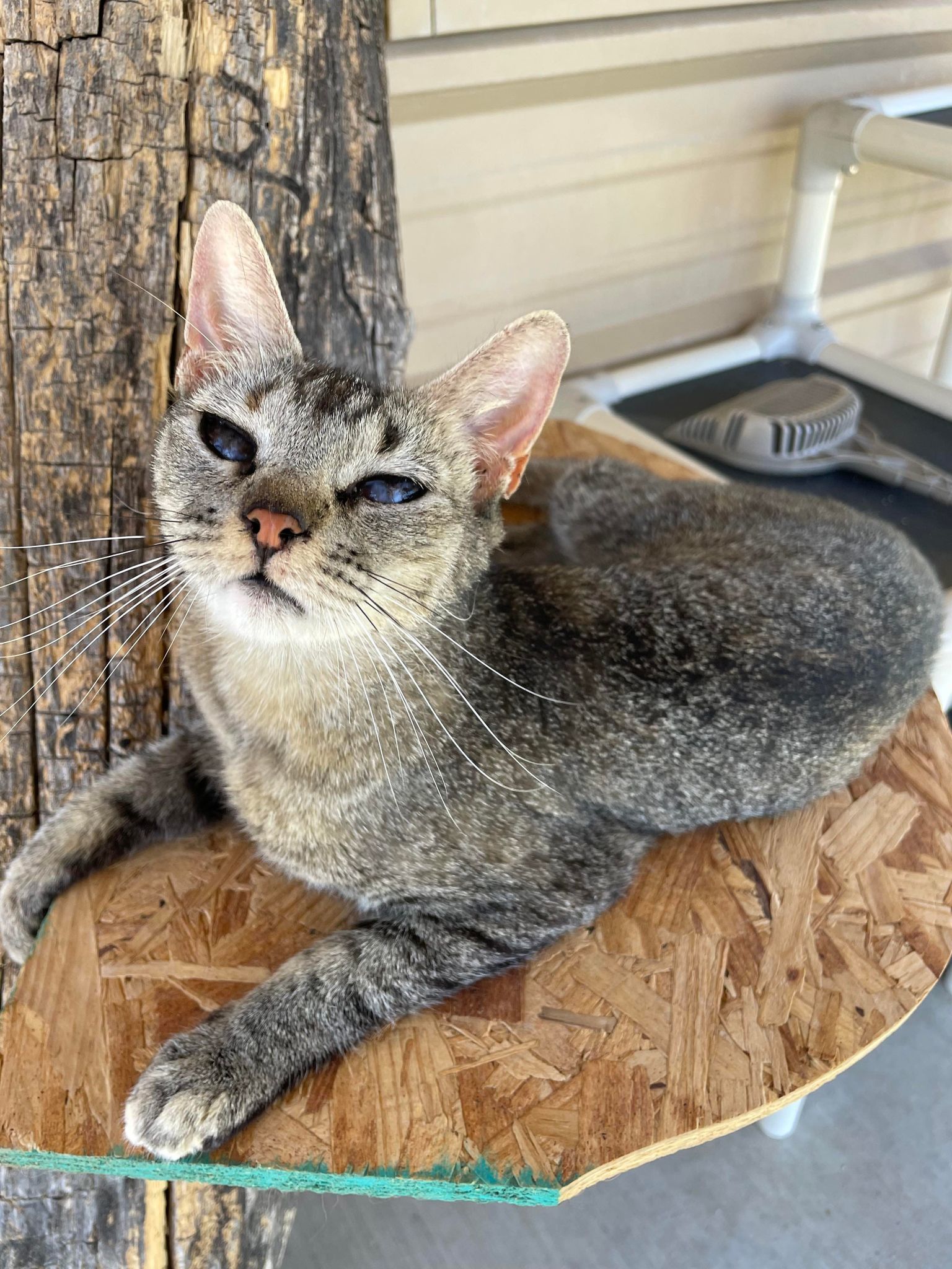 Ruth, an adoptable Domestic Short Hair in San Angelo , TX, 76904 | Photo Image 2