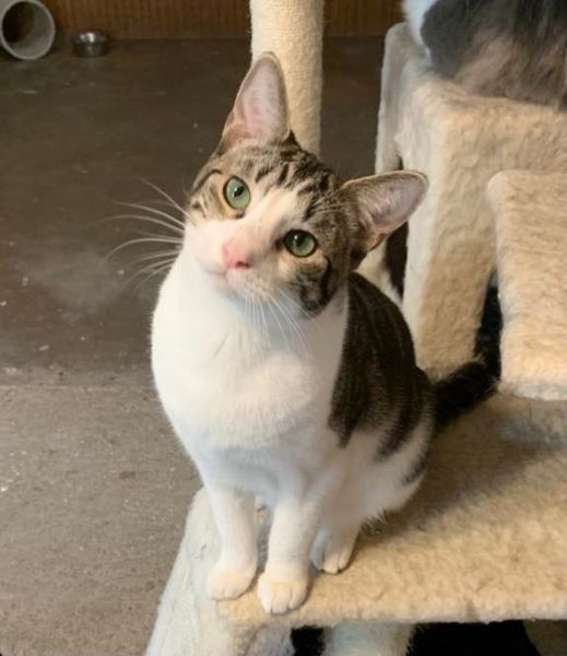 Zeus, an adoptable Domestic Short Hair in San Angelo , TX, 76904 | Photo Image 1