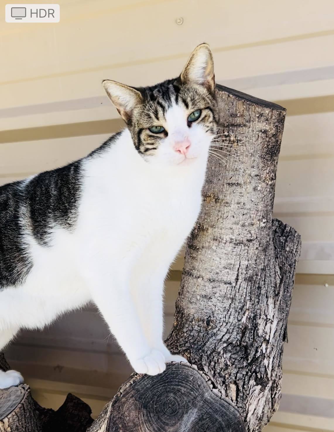 Zeus, an adoptable Domestic Short Hair in San Angelo , TX, 76904 | Photo Image 3