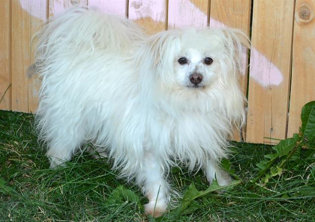 SWIFFER, an adoptable Maltese, Mixed Breed in West Valley City, UT, 84120 | Photo Image 1