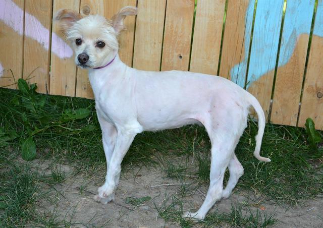 MOP, an adoptable Maltese, Mixed Breed in West Valley City, UT, 84120 | Photo Image 1