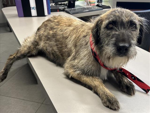 DOROTHY, an adoptable Schnauzer, Cairn Terrier in Rancho Cucamonga, CA, 91730 | Photo Image 1