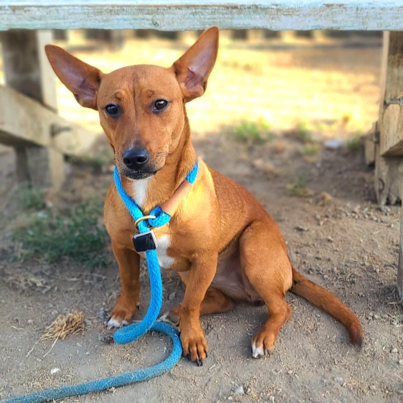 WILLOWBROOK, an adoptable Basenji, Chihuahua in Long Beach, CA, 90815 | Photo Image 1