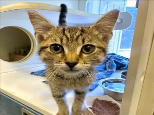 PAN Domestic Short Hair Cat