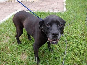 LILLY Labrador Retriever Dog