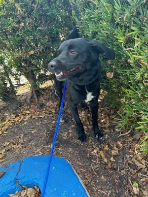 AZABACHE Labrador Retriever Dog