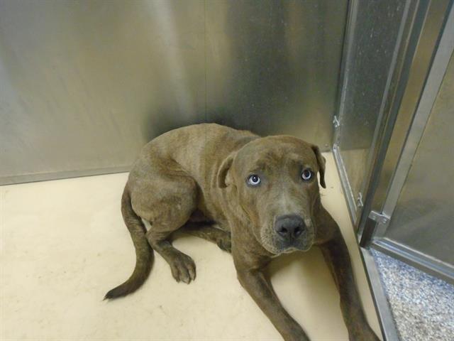 Dog, an adoptable Pit Bull Terrier in Blythe, CA, 92225 | Photo Image 1