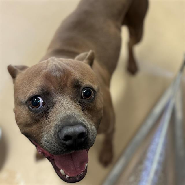 Dog, an adoptable Pit Bull Terrier, Mixed Breed in Blythe, CA, 92225 | Photo Image 1