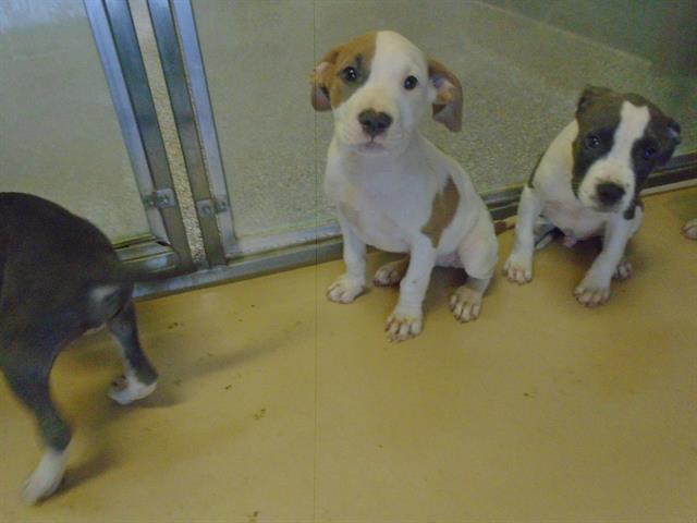 Dog, an adoptable Pit Bull Terrier in Blythe, CA, 92225 | Photo Image 1