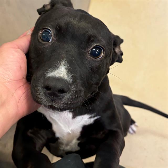 Dog, an adoptable Pit Bull Terrier, Mixed Breed in Blythe, CA, 92225 | Photo Image 1