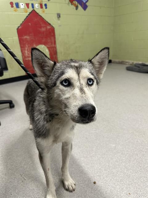 Dog for adoption - ABIGAIL GAIL, a Siberian Husky in Indianapolis, IN ...