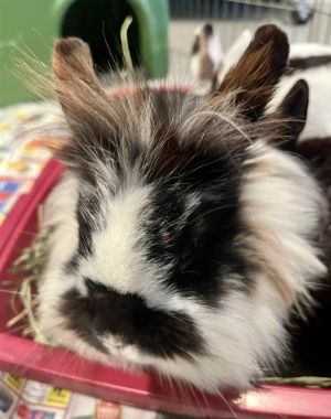 Meet the beans Lima Fava and Pinto These three bun beauties are looking for love and a comfortabl