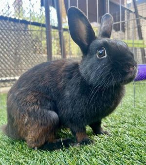 Meet the bean Pinto This super cute petite bun girl is looking for love and a comfortable place to