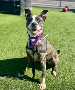 BLUEBERRY Pit Bull Terrier Dog