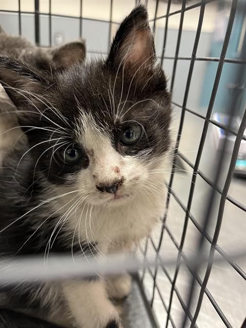 RANDY, an adoptable Domestic Short Hair in Las Vegas, NV, 89101 | Photo Image 1