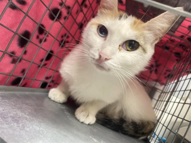 AMORE, an adoptable Domestic Medium Hair in Las Vegas, NV, 89101 | Photo Image 1