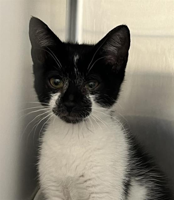 POPEYE, an adoptable Domestic Medium Hair in Las Vegas, NV, 89101 | Photo Image 1