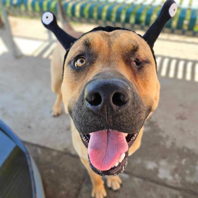 HERCULES, an adoptable Bullmastiff, Mixed Breed in Modesto, CA, 95354 | Photo Image 1