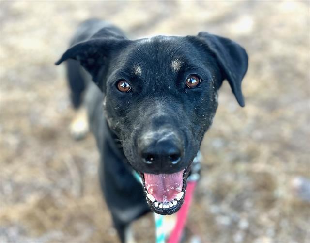 MOONBIN*, an adoptable Beauceron, Mixed Breed in Tucson, AZ, 85745 | Photo Image 1