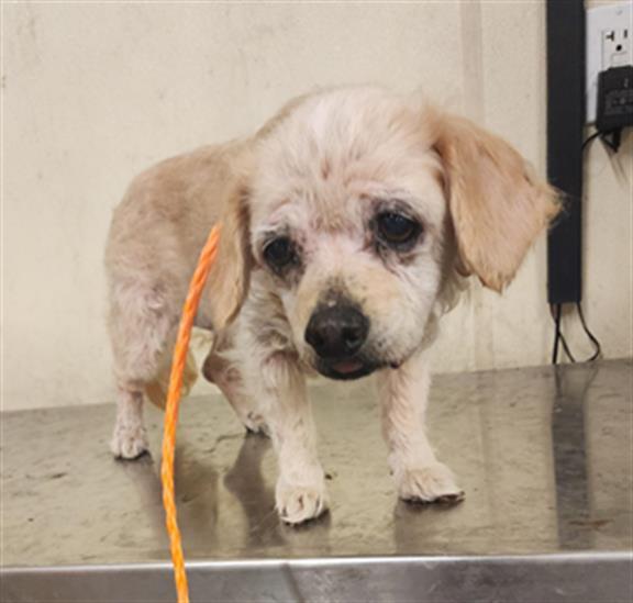 EMMA, an adoptable Pekingese, Poodle in Tustin, CA, 92782 | Photo Image 1