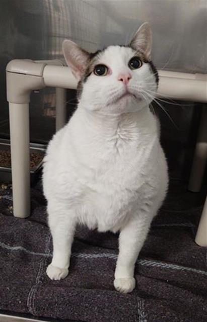 MOTO-MOTO, an adoptable Domestic Short Hair in Casper, WY, 82601 | Photo Image 1