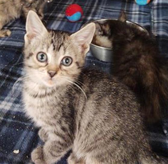 PABLO, an adoptable Domestic Short Hair in Casper, WY, 82601 | Photo Image 1