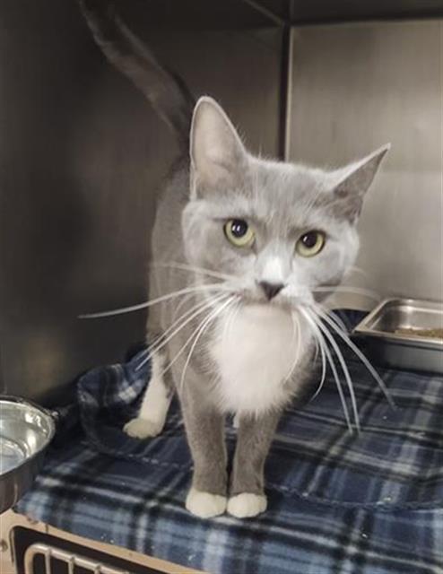 MUNCH, an adoptable Domestic Short Hair in Casper, WY, 82601 | Photo Image 1