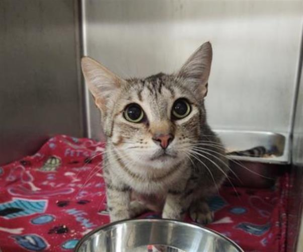 MAMI, an adoptable Domestic Short Hair in Casper, WY, 82601 | Photo Image 1