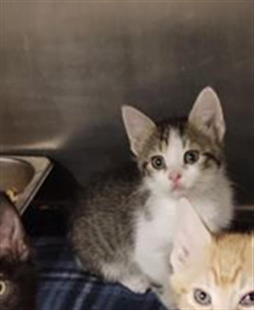 ZOE, an adoptable Domestic Short Hair in Casper, WY, 82601 | Photo Image 1