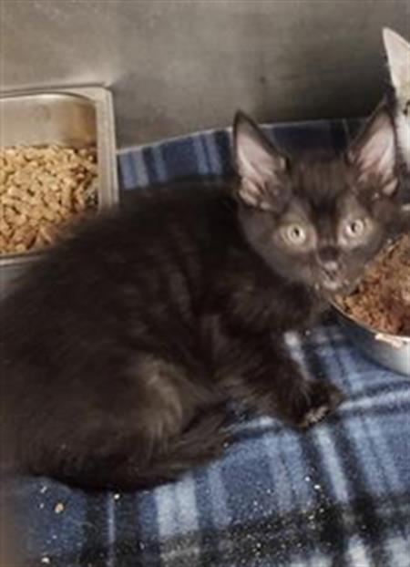 KNUCKLES, an adoptable Domestic Short Hair in Casper, WY, 82601 | Photo Image 1