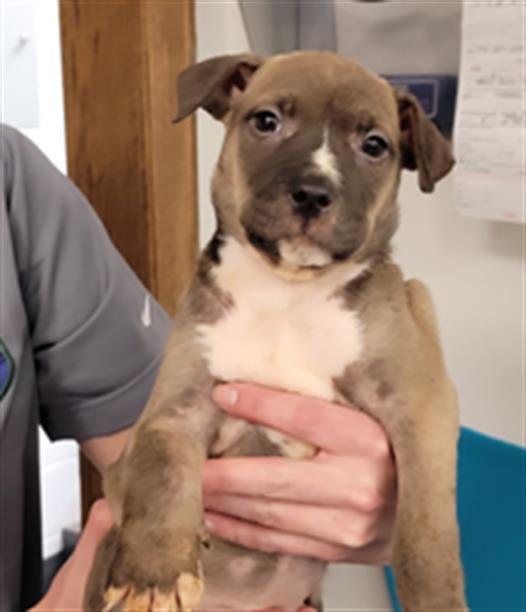 PATTY, an adoptable Pit Bull Terrier, Mixed Breed in Casper, WY, 82601 | Photo Image 1