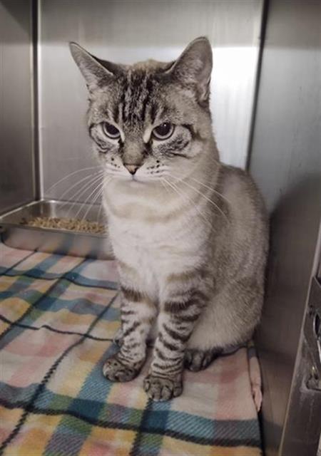 SIZZLE, an adoptable Domestic Short Hair in Casper, WY, 82601 | Photo Image 1