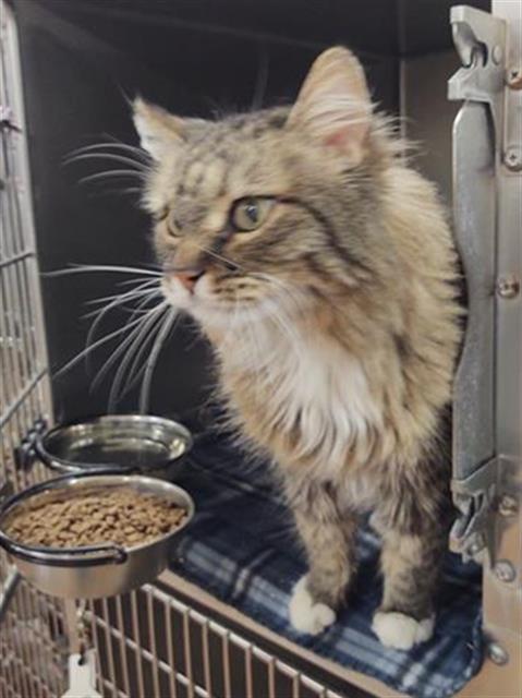 HENRY, an adoptable Domestic Long Hair in Casper, WY, 82601 | Photo Image 1