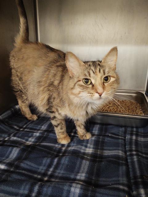 BUTTERSCOTCH, an adoptable Domestic Medium Hair in Casper, WY, 82601 | Photo Image 1