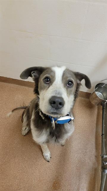 VILLIN, an adoptable Pit Bull Terrier, Australian Shepherd in Casper, WY, 82601 | Photo Image 1