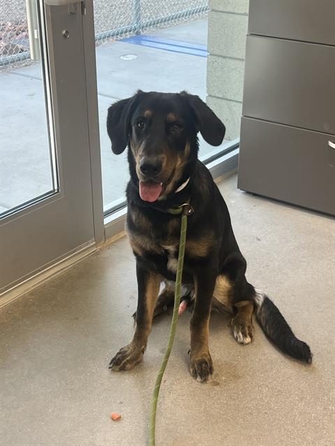 HANK, an adoptable Beauceron in Mesa, AZ, 85201 | Photo Image 1