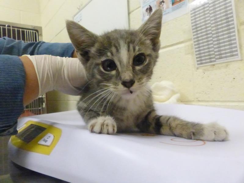 GRASSHOPPER, an adoptable Domestic Medium Hair in Santa Fe, NM, 87507 | Photo Image 1