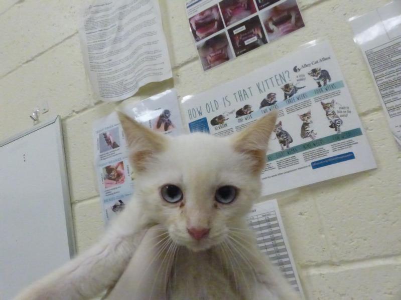 FLAME, an adoptable Domestic Short Hair in Santa Fe, NM, 87507 | Photo Image 1