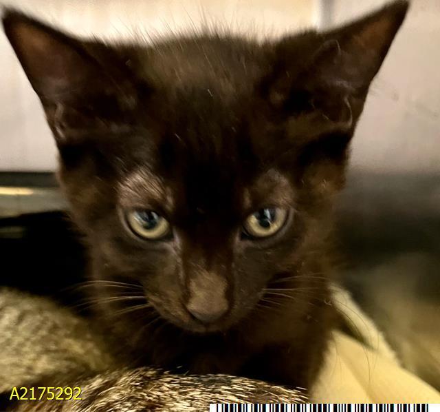 Cat for adoption MYSTIC, a Domestic Short Hair in West Palm Beach, FL