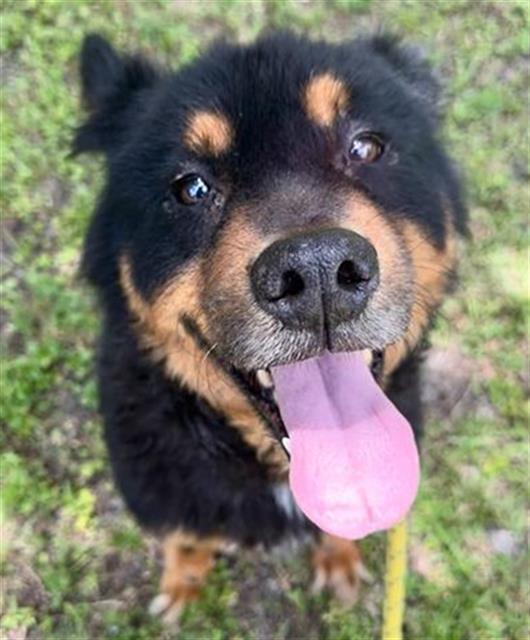 Rottweiler german shops shorthaired pointer mix