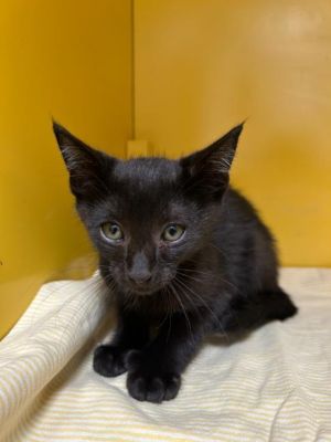 BLACK FOOT Domestic Short Hair Cat