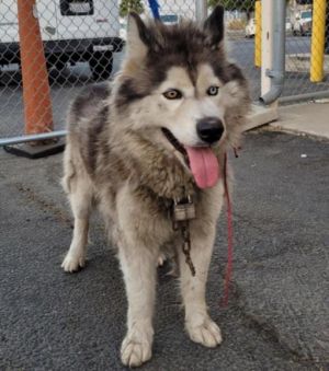 BOWIE Siberian Husky Dog