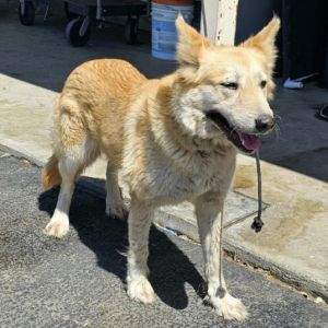 GINGER Mixed Breed Dog