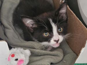 TIGER EYE Domestic Medium Hair Cat