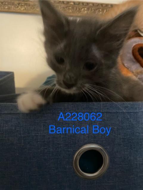 BARNICAL BOY