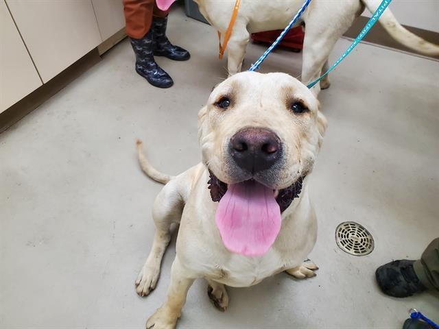 DALLAS, an adoptable Mastiff, Mixed Breed in McKinleyville, CA, 95519 | Photo Image 1