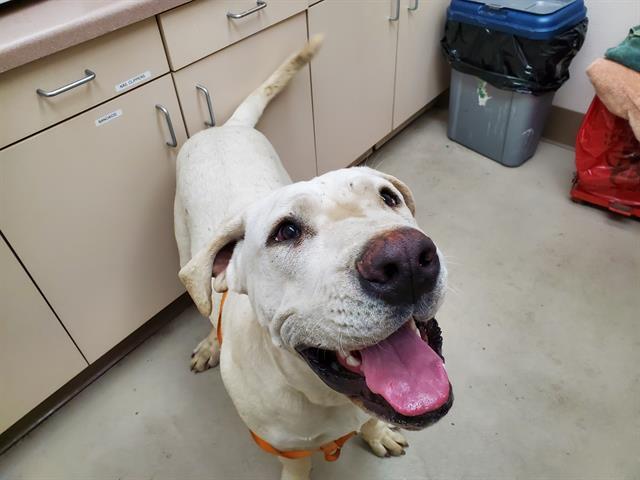 DIXON, an adoptable Mastiff, Mixed Breed in McKinleyville, CA, 95519 | Photo Image 1