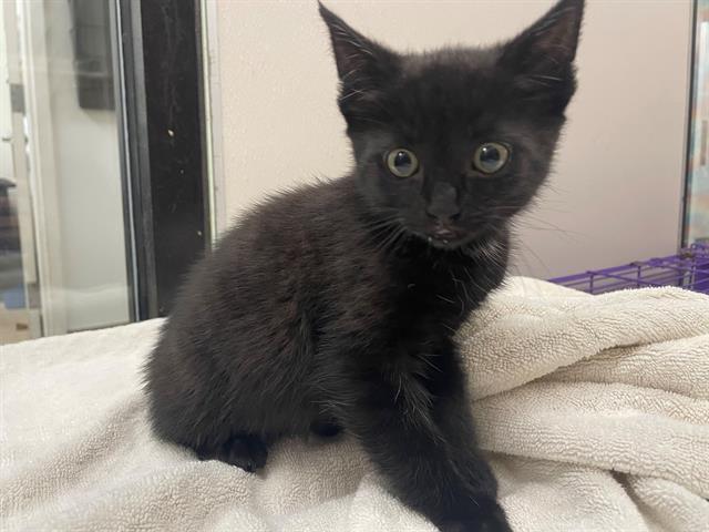 JUNE, an adoptable Domestic Short Hair in McKinleyville, CA, 95519 | Photo Image 1