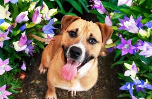 RUSSELL Black Mouth Cur Dog