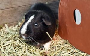 CHOCOLATE Guinea Pig Small & Furry